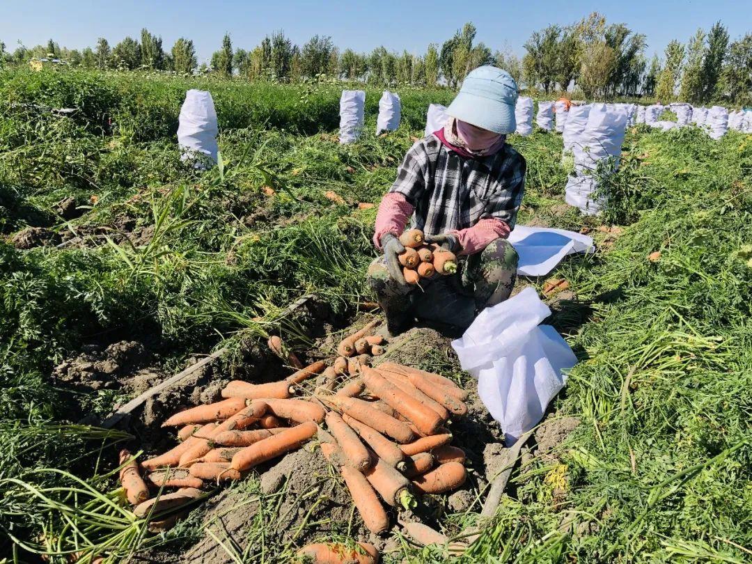 胡蘿卜最新市場價格概覽，最新市場價格指南