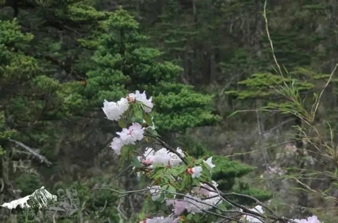 雨崩最新美景圖，探索與欣賞的詳細(xì)步驟指南，美不勝收！