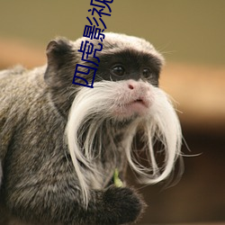 四虎影最新在線觀看，熱門影視的全新體驗