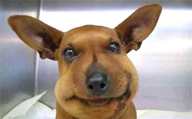 最新毒蜂，逆風翱翔，學習鑄就自信與成就之巔