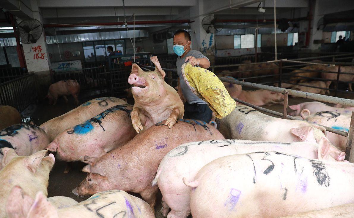 科技引領(lǐng)未來，最新小麥價(jià)格行情實(shí)時(shí)查詢動(dòng)態(tài)掌握