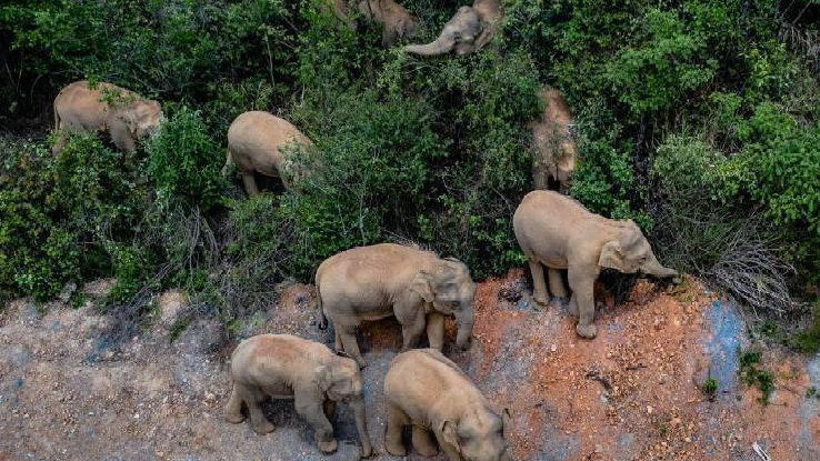 象群最新現(xiàn)身地，力量與自信之歌的演繹