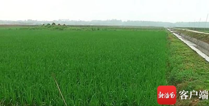 澄邁最新動(dòng)態(tài)，自然美景探索之旅，尋覓內(nèi)心平和與寧?kù)o的旅程