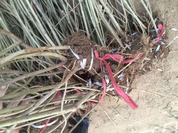 連翅最新價格深度解析，歷史背景、重要事件與地位探討