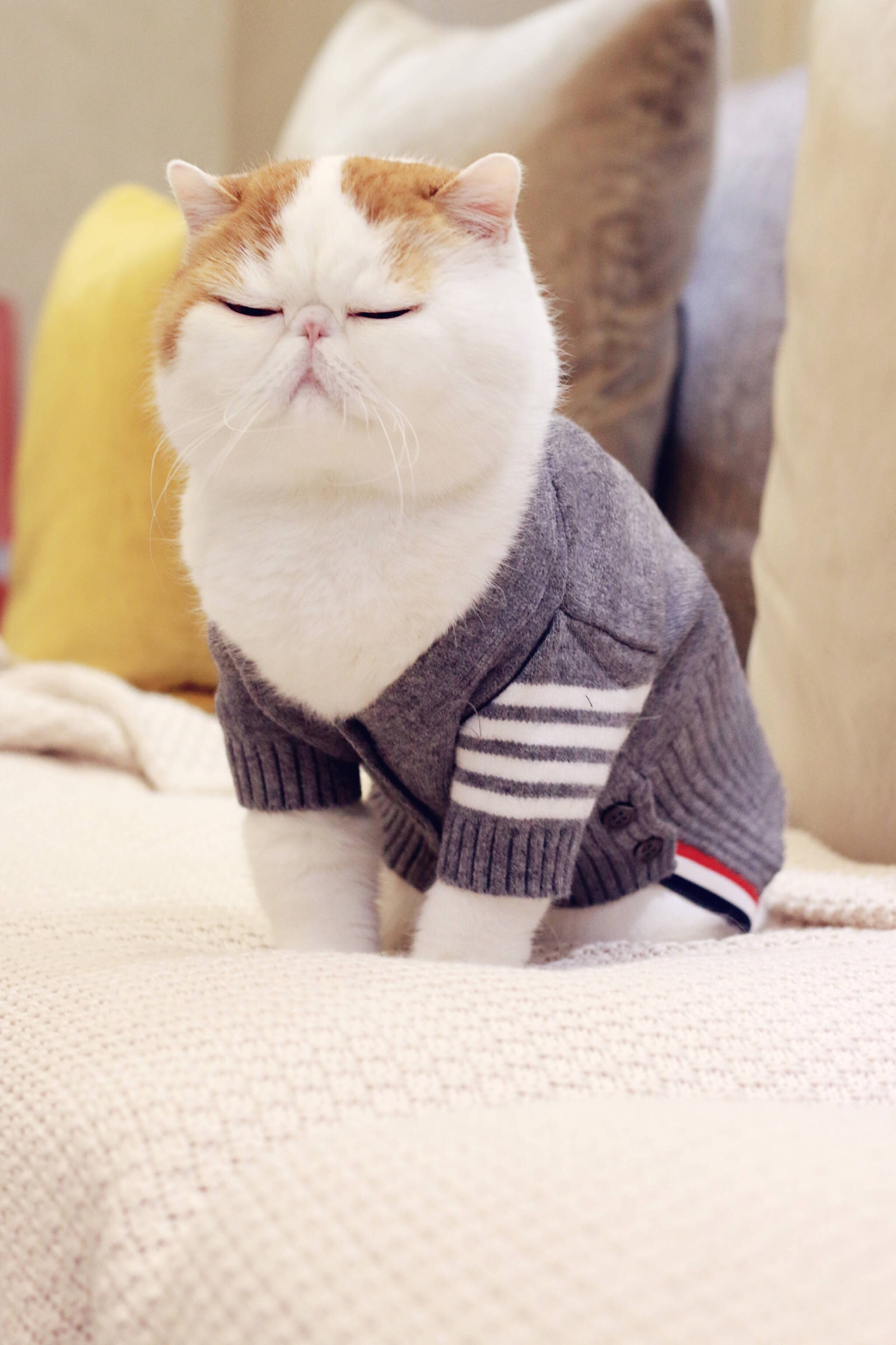 小胖Snoopy最新萌照，瞬間融化人心！