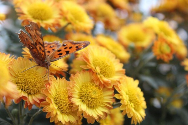 番茄最新作品，用學(xué)習(xí)之鑰，開啟自信與成就的大門