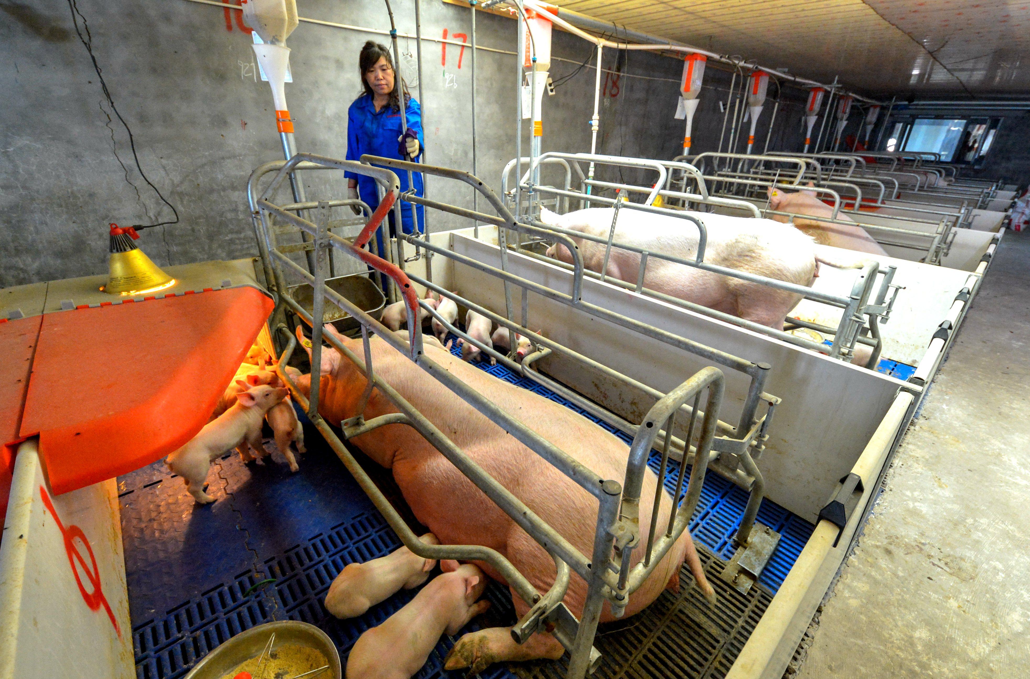 河北仔豬最新價(jià)格揭秘，小巷中的寶藏探索