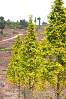 最新彩葉樹種種植與養(yǎng)護指南，從選種到養(yǎng)護一步到位！