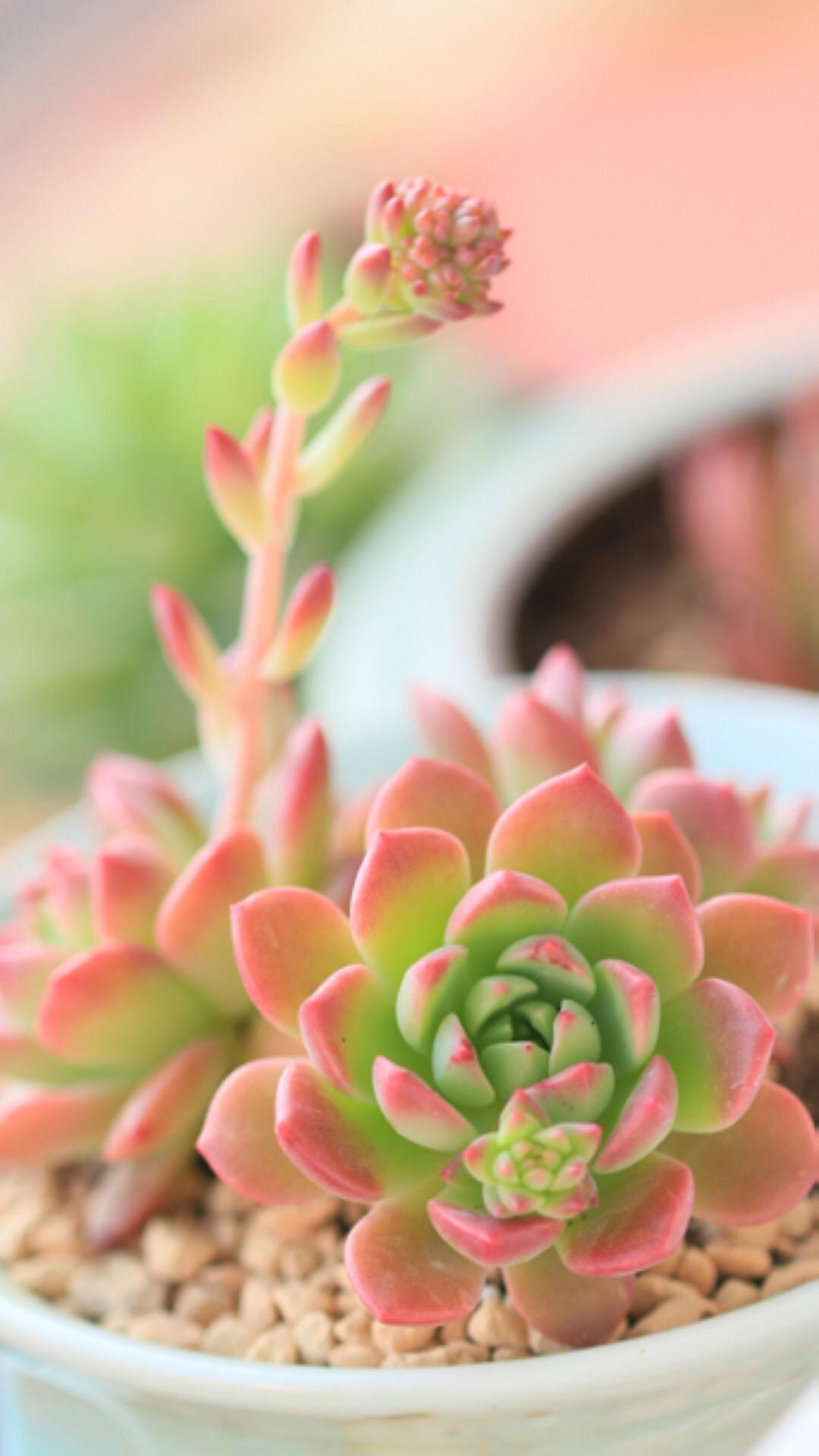 最新多肉植物，獨(dú)特的植物美學(xué)觀點(diǎn)探討