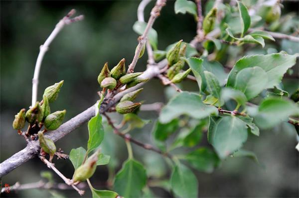 連翹最新價(jià)格走勢(shì)，機(jī)遇中的自信力量與自我成長(zhǎng)展望