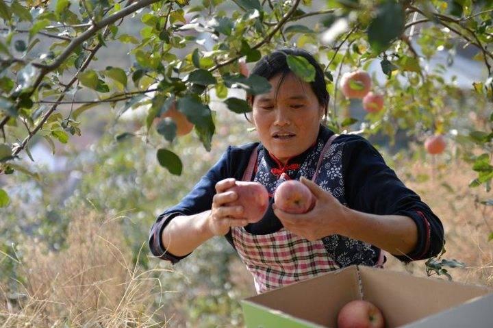 沂源蘋果最新價格，綠色之旅帶來內心的平靜