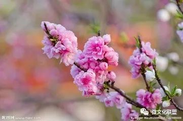 科技巔峰之作桃花開啟未來生活新紀元，最新章節(jié)預覽