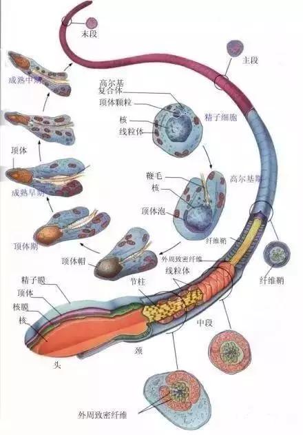 窩精子最新，小巷中的秘密風味探索