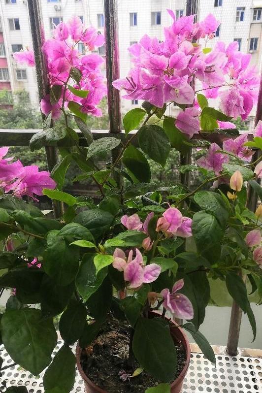 小巷深處的獨特花語，最新殘花之美
