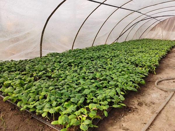 探索自然美景的輕松之旅，最新黃瓜社區(qū)