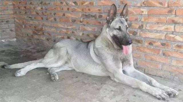 日本最新動(dòng)態(tài)，溫馨日常趣事與最新情報(bào)分享