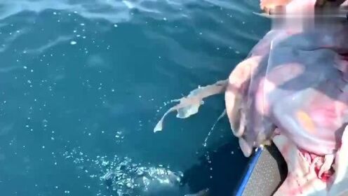 最新魚人流技術(shù)革命，高科技產(chǎn)品重塑未來(lái)生活體驗(yàn)