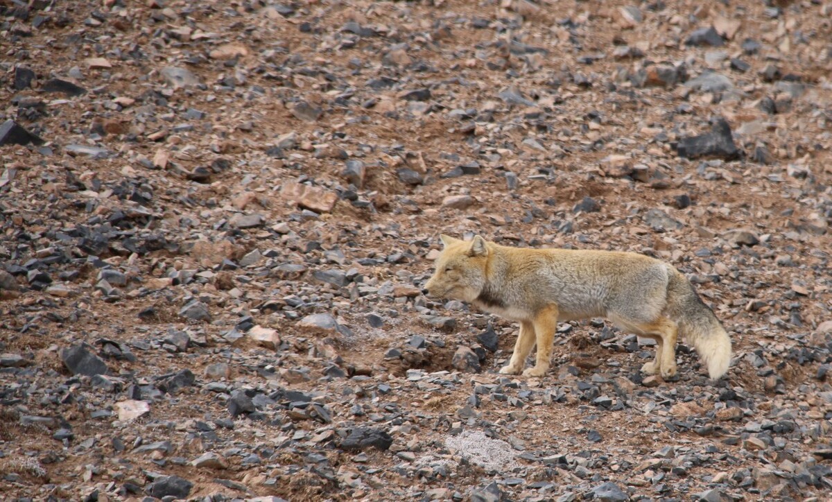 最新野狐，學(xué)習(xí)變化，自信助力夢想實(shí)現(xiàn)