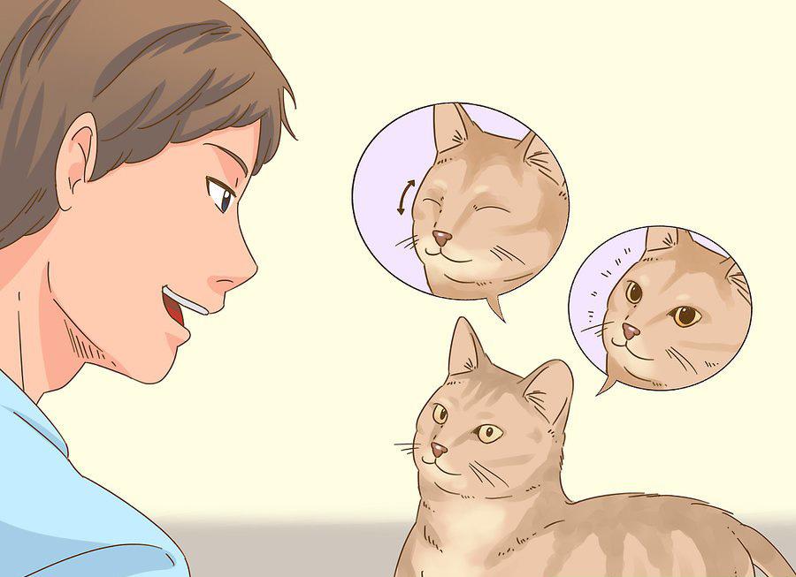 貓咪最新破譯，高科技重塑貓奴生活，智能養(yǎng)貓新時代的開啟