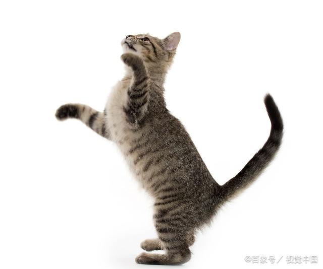 貓咪最新跳轉(zhuǎn)，尋找內(nèi)心平靜的奇妙冒險(xiǎn)之旅