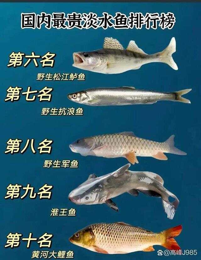 青魚國產(chǎn)最新論述，探索與解析