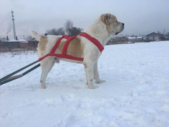 中亞犬，小巷深處的神秘秘境探索