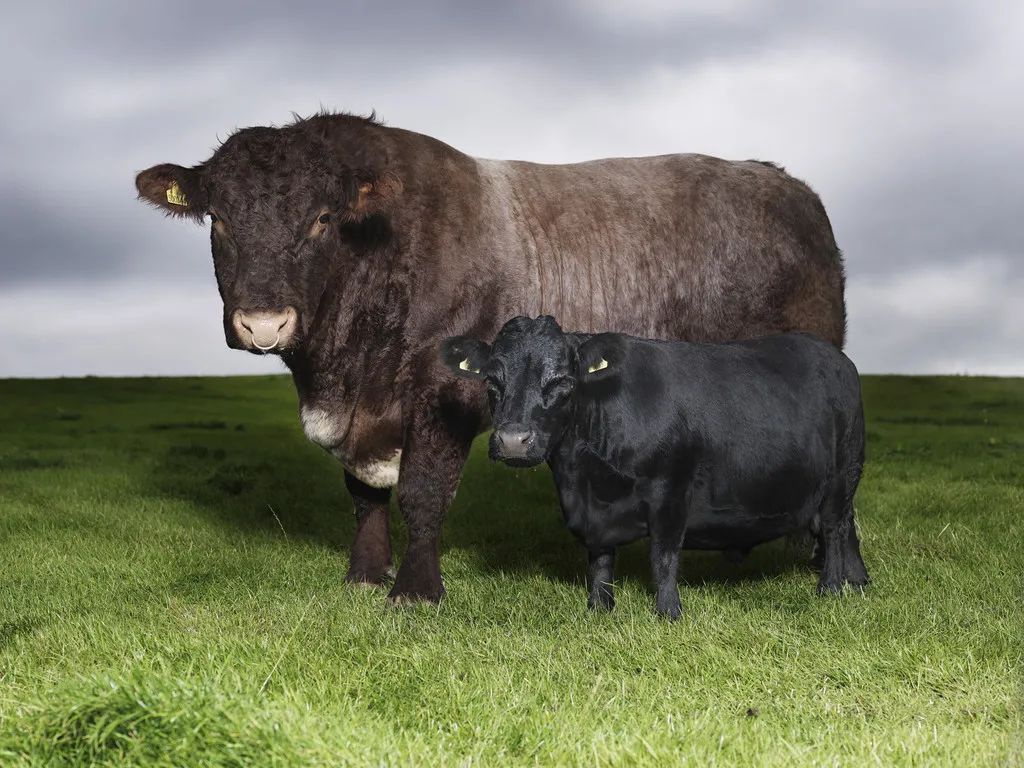 小巷隱藏寶藏，探訪特色小店，領(lǐng)略最牛最新魅力之旅