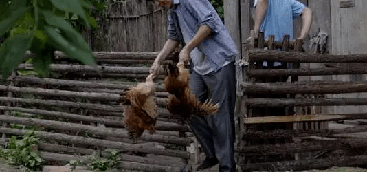 最新版偷雞，從變化中學(xué)習(xí)，擁抱自信，成就非凡之路