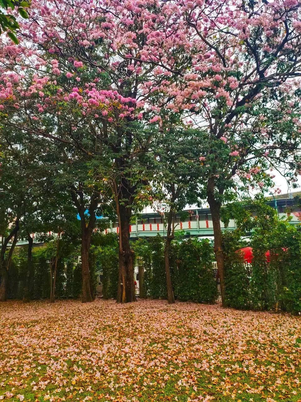 全球最新疫情動(dòng)態(tài)，變化中的學(xué)習(xí)之路與自信成就的力量