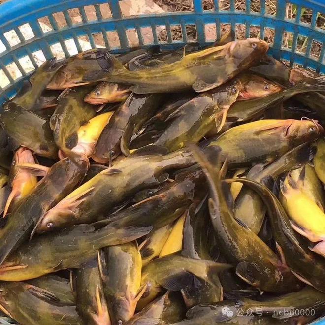 黃顙魚最新報(bào)價(jià)大全，專業(yè)指南與實(shí)時(shí)更新